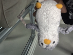 PENGUIN FAN GROUP 1