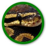 Snek fans only group