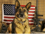 Imperial Forces of Dog Army