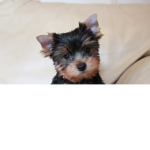 THE PARTY PUPPY