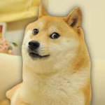 Dogesss nation