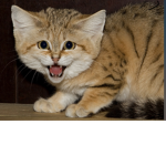 KAT! Not that