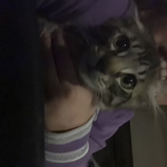 Sweet kittys squad