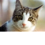 CATS FOR LIFE!!!!!!!