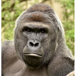 Rip Harambe :( icon