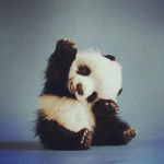 The Magical Panda Gang.