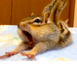 - The Chipmunk Colony -