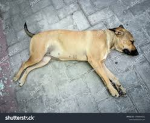 dog killing association
