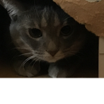 Join If You Love Skyler My Kitten!!