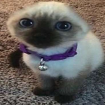 SillyCat Studios