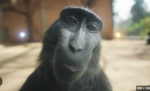 Monke46532