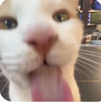 もんど組