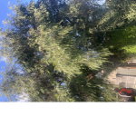 Treesssssssssssssssssssssssssssss S S ssssssssssss