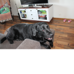 Novas lucky dogs
