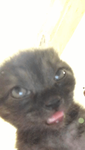 BaddlepurR