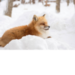 Fox loves group