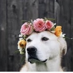 🌸