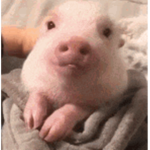 pigscc