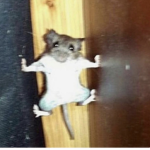 ~ Aesthet1c Rats ~