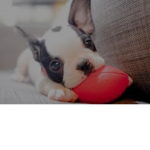Puppy loving group is awesome