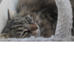 My Cute Cat!! xx