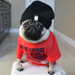 the puggy squad
