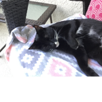 The Cat Group!!! JOIN NOW!!!