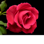 RAINBOW WW ROSES