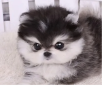 Puppy Official Group