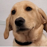 ButterDog INC.