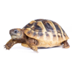 a turtle club