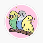 Swaggy Budgies