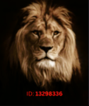 Lion_warriors