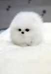 (CLaRies puppies