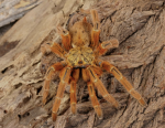 Angelo tarantula