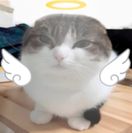 ~aesthetic little angels~