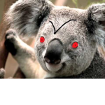 Koala Watch