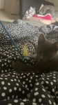 Les chatons gris