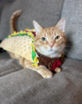 Overly Happy Taco Cat Studios