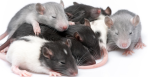 Da Slay Ratties