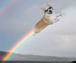 Corgi Games!