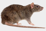 The Rats Club Group!