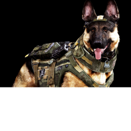 Dog training