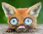 Cute but weird!!!!!!!!!!!!!!!