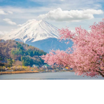 Sakuuraa