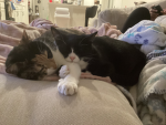Cat kits