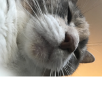 meow mid