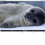 Seal Love here