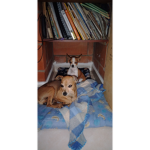 juanandresgc2011