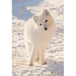 Sky_fox